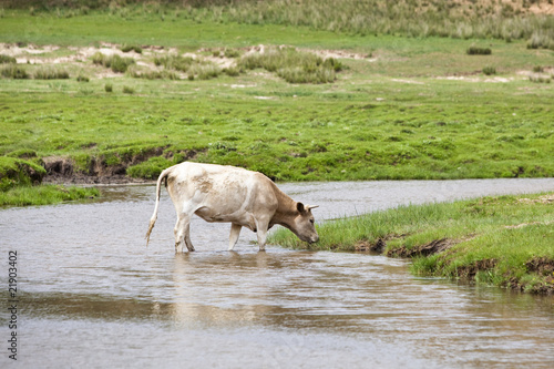 Fototapeta Naklejka Na Ścianę i Meble -  white cattle drinking water