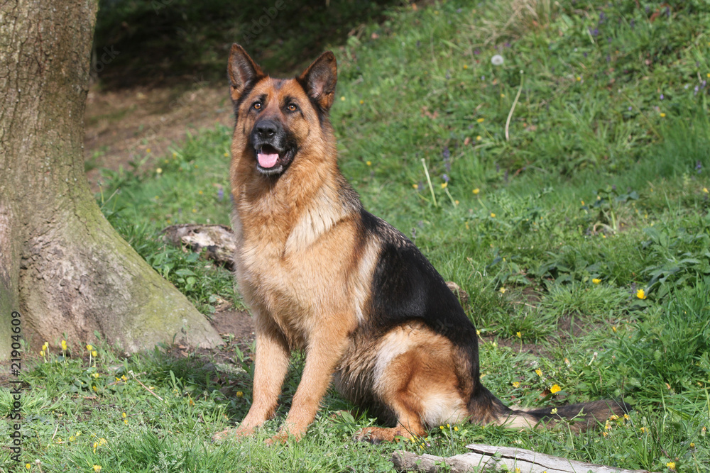 berger allemand,German Schäferhund , assis de profil berger allemand,German Schäferhund , assis de profil