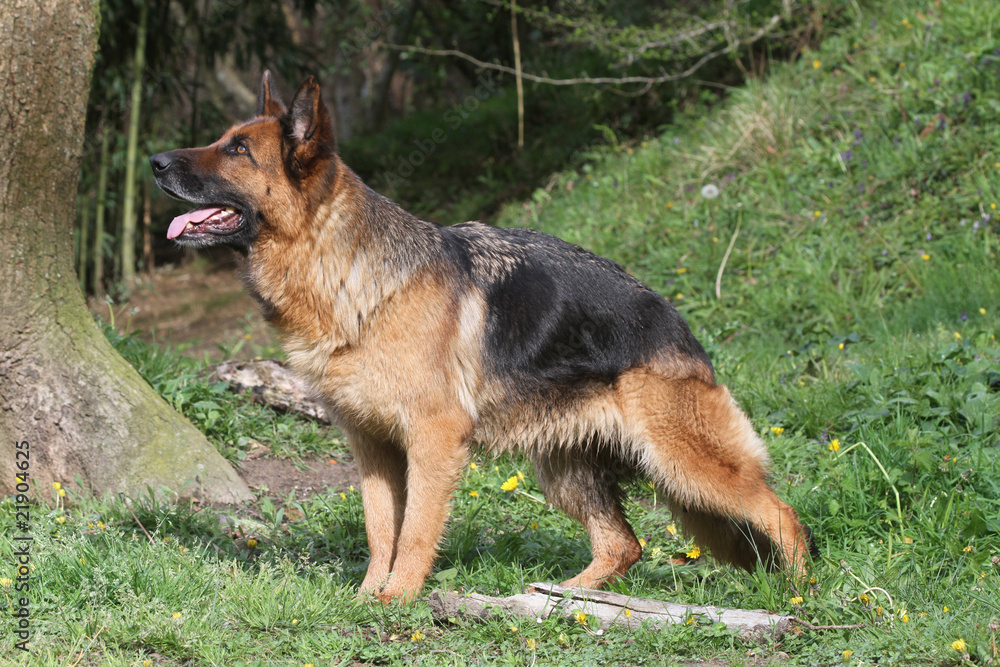 berger allemand, german shepherd dog, de profil,standard berger allemand, german shepherd dog, de profil,standard