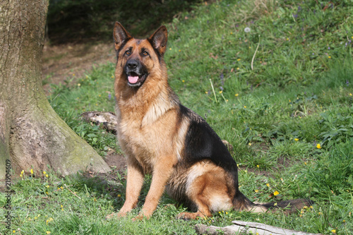 berger allemand,German Schäferhund , assis de profil © CALLALLOO CANDCY