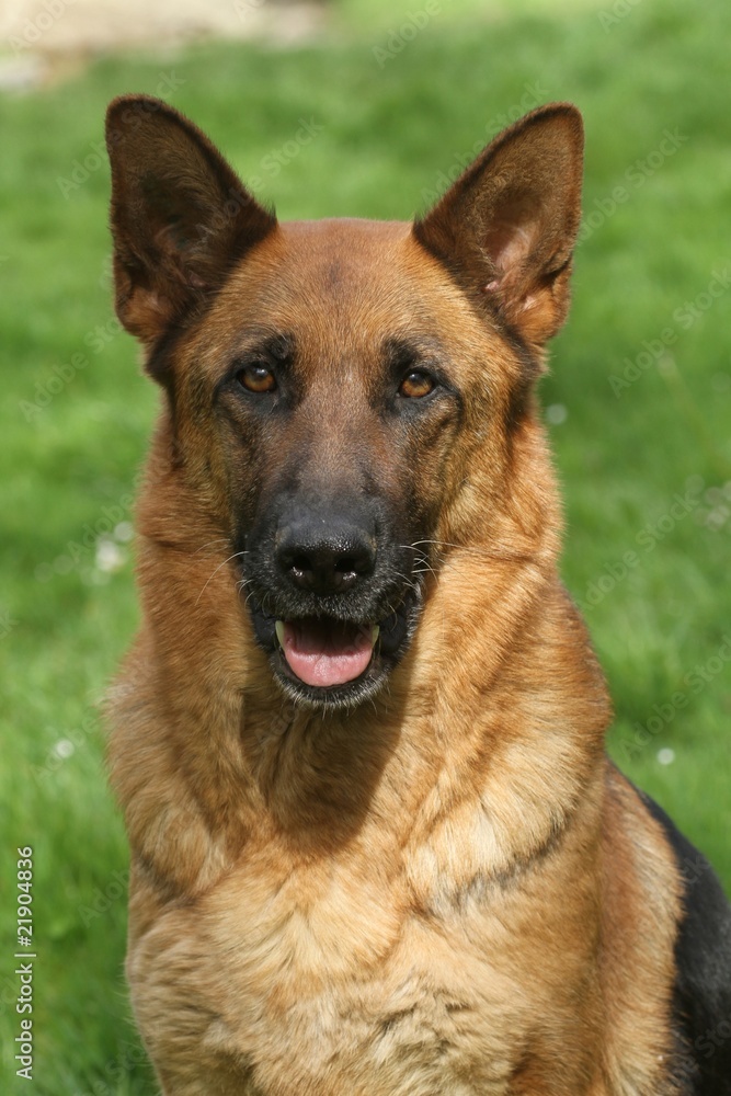 portrait de face d'un berger allemand,german shepher dog portrait de face d'un berger allemand,german shepher dog