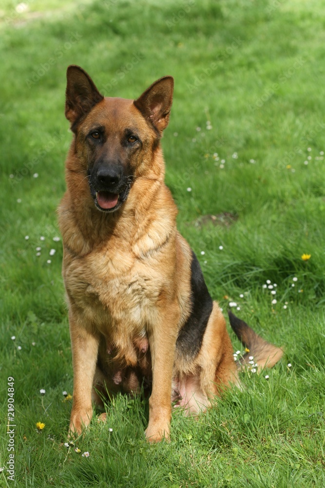 berger allemand assis de face - german shepher dog