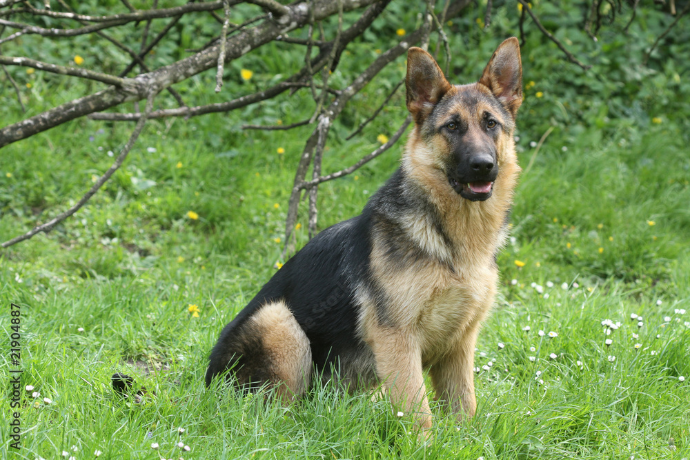 berger allemand assis de profil - german shepherd dog