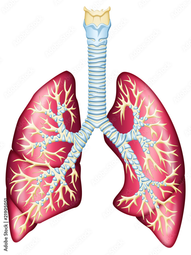Human lungs Human lungs