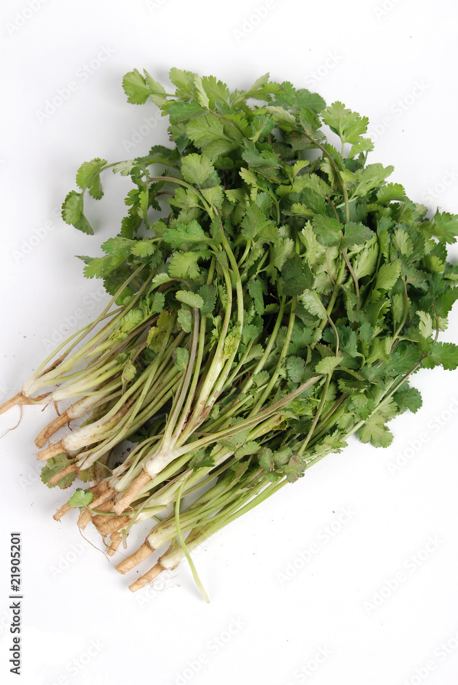 cilantro