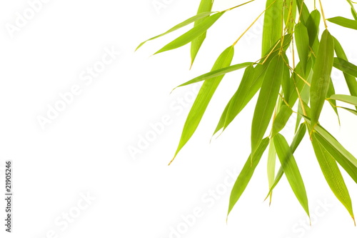 feuille de bambou détourées © galam