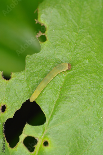 Cimbicid Sawfly nb.10 photo