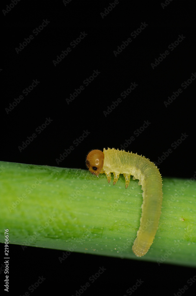 Fototapeta premium Cimbicid Sawfly nb.12