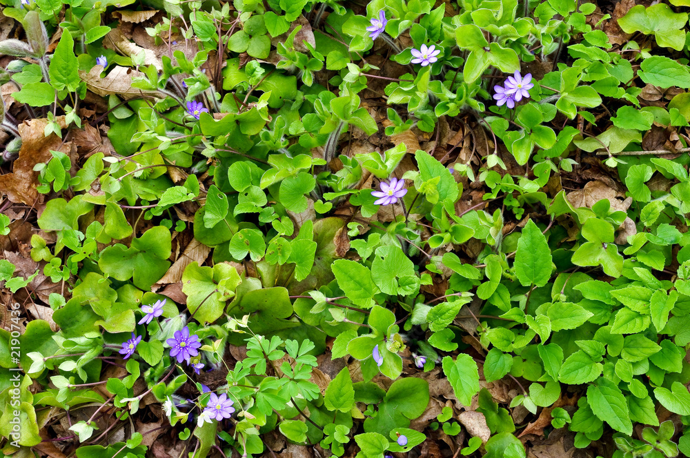 wild flower wild flower