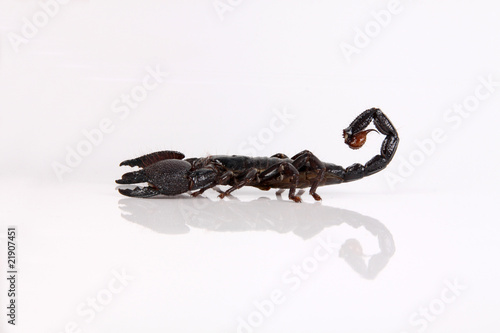 Skorpion von der Seite