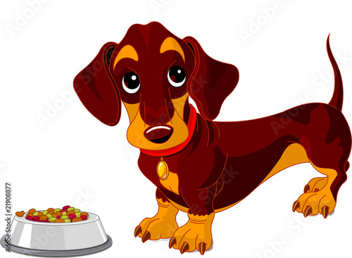 Dachshund dog