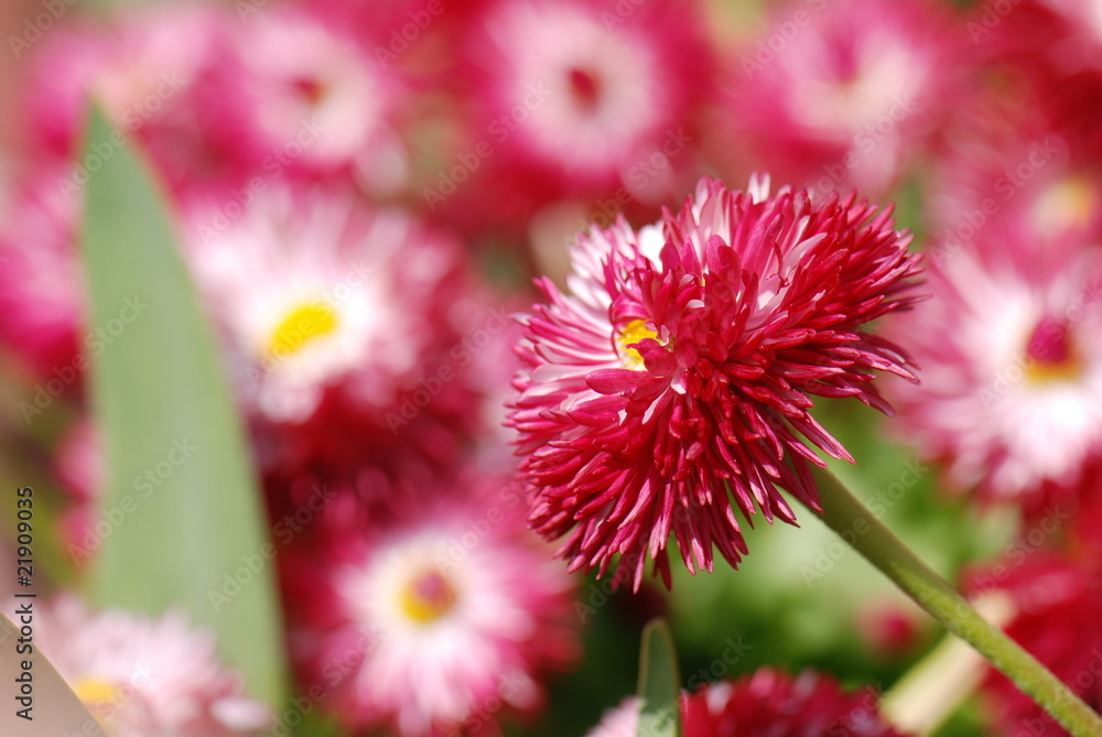 Red daisies in close-up