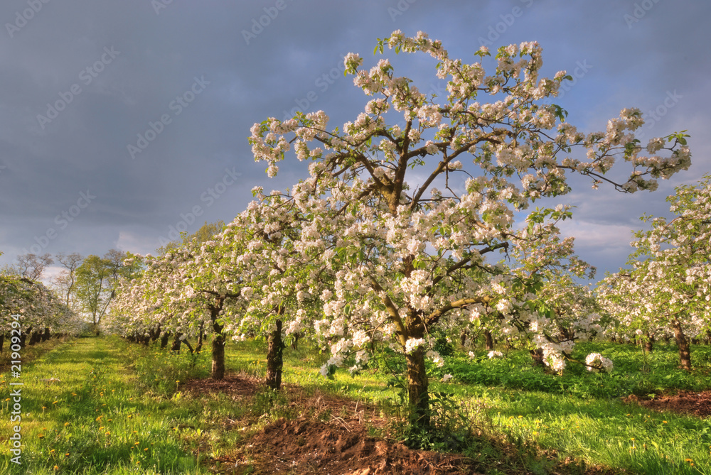 Orchard in bloom