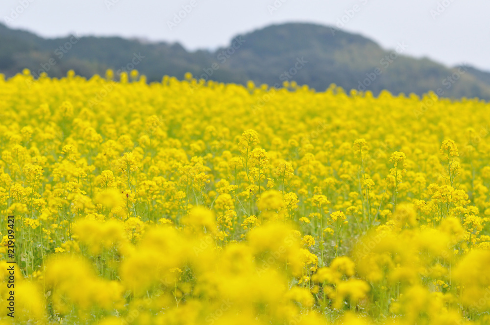 菜の花畑 菜の花畑