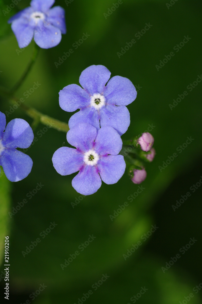 Little blue flowers nb. 22 Little blue flowers nb. 22