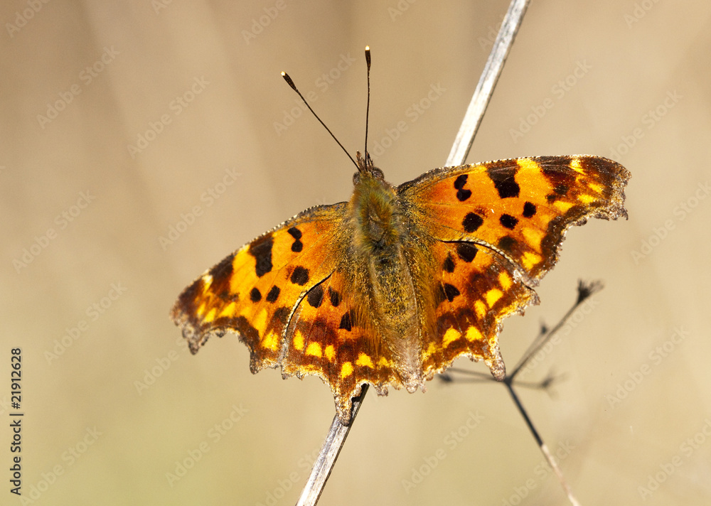 Obraz premium C-Falter