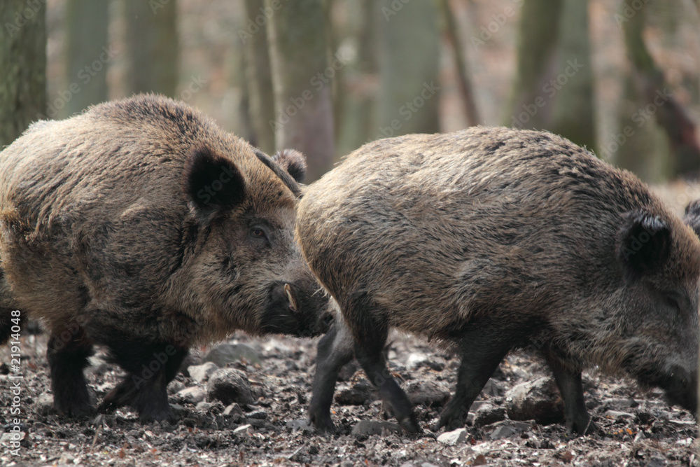 wild boar couple wild boar couple