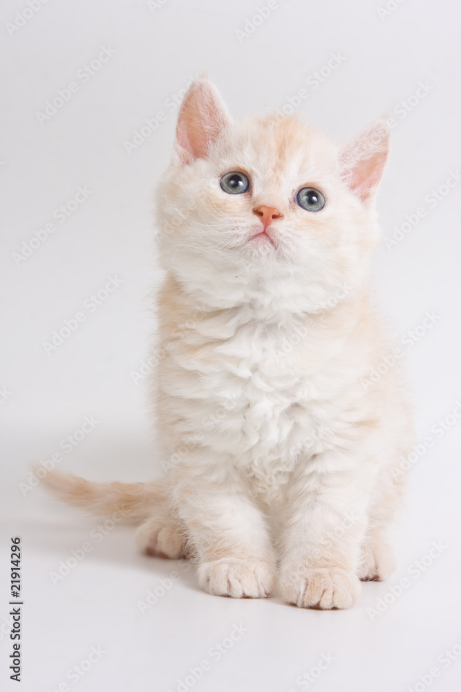 British kitten on white background