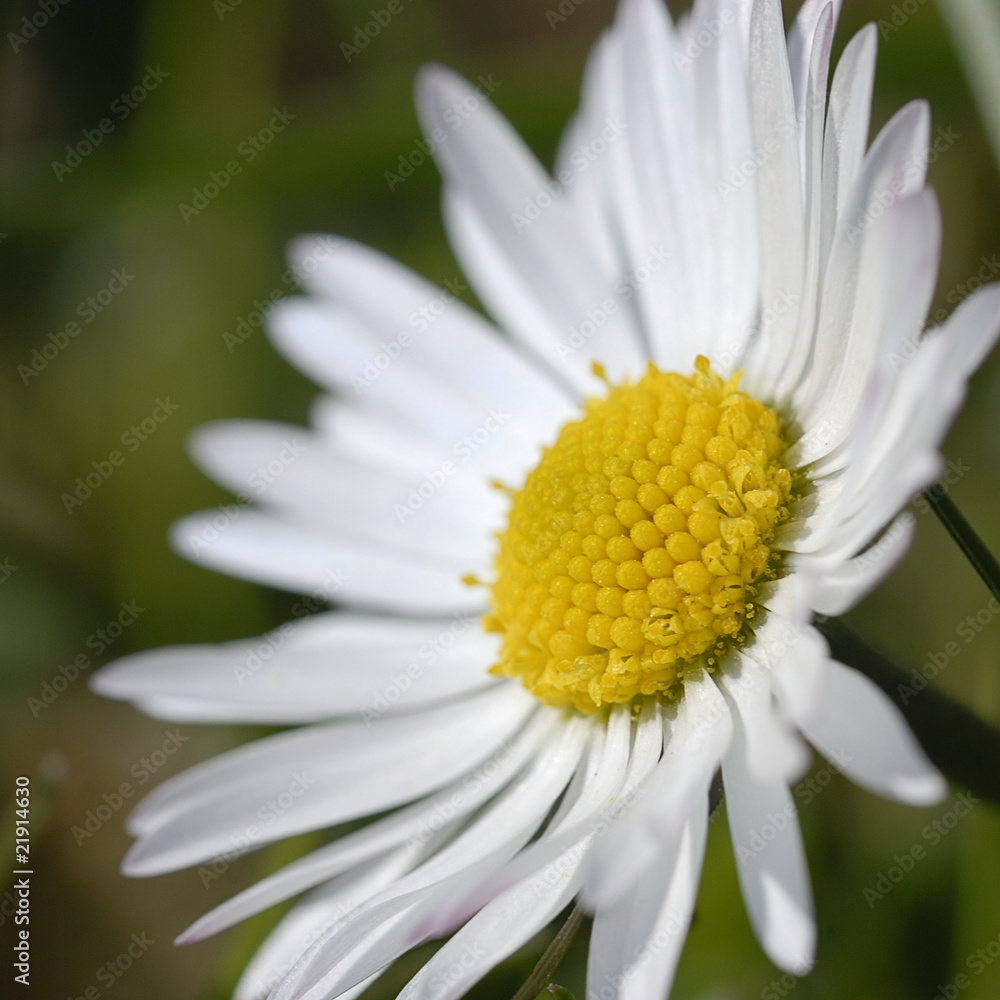gänseblümchen 2 gänseblümchen 2