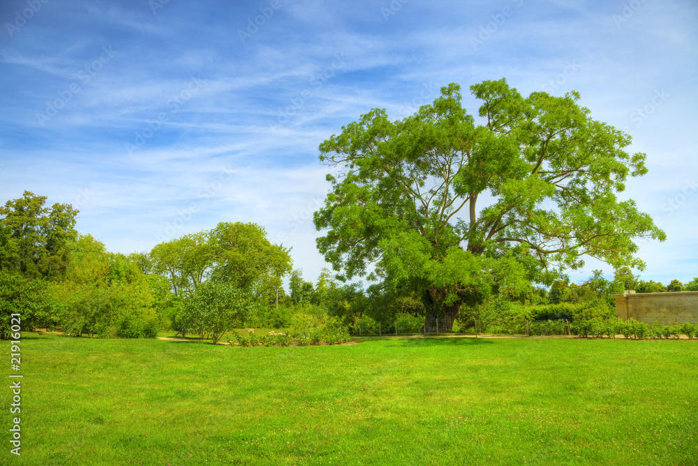 Centenary tree over meadows in Versailles Chateau. France