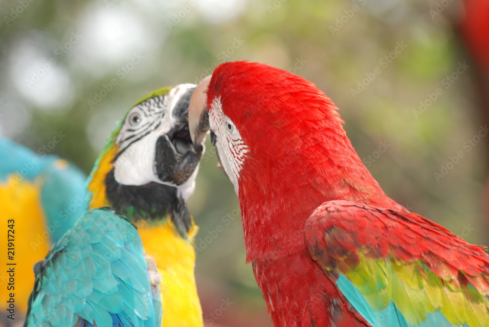 bird kissing
