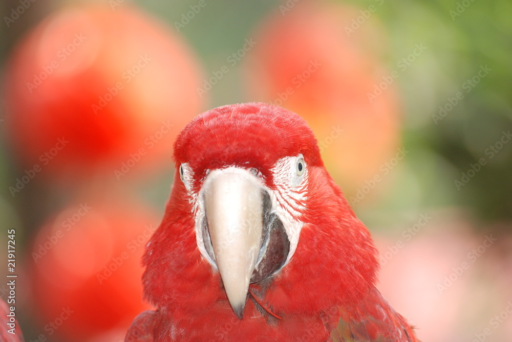 red parrot bird red parrot bird