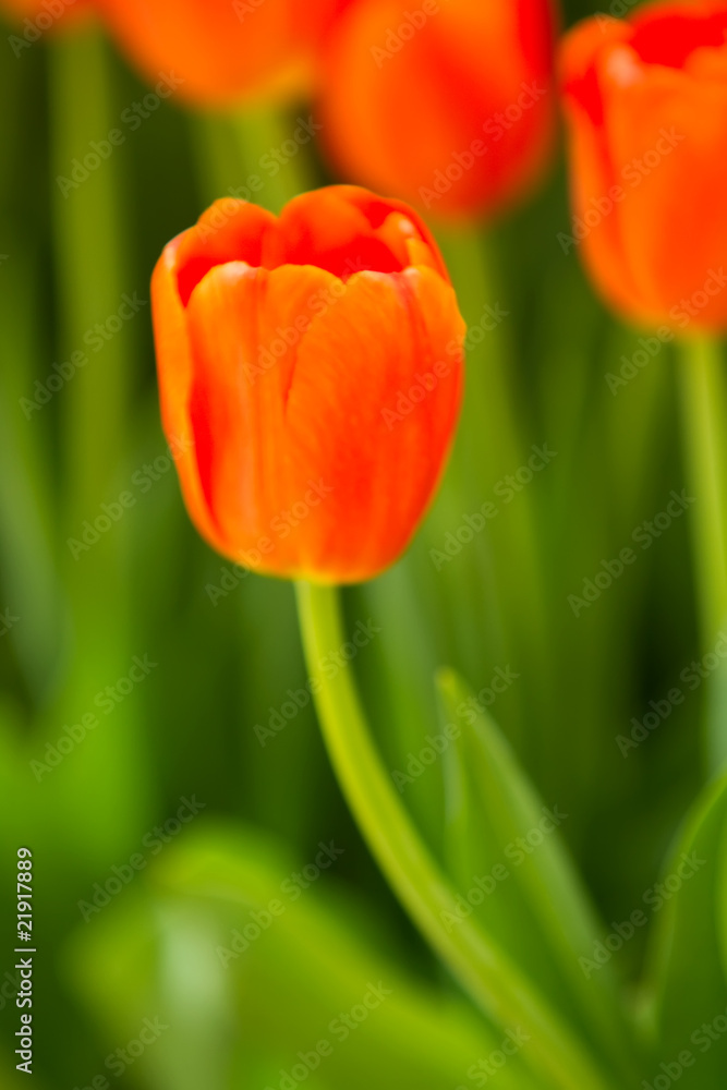 Beautiful tulip flower blooming during spring season Beautiful tulip flower blooming during spring season