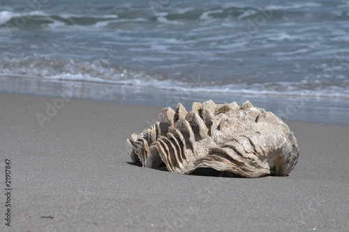 conchiglia sulla spiaggia photo