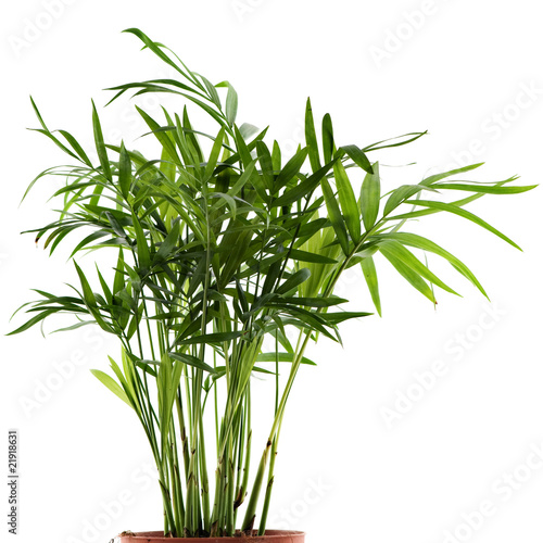 chamaedorea plant on white