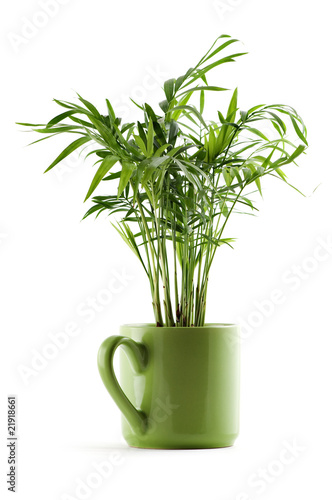 chamaedorea plant in green cup on white