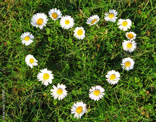 Daisy flowers in heart shape