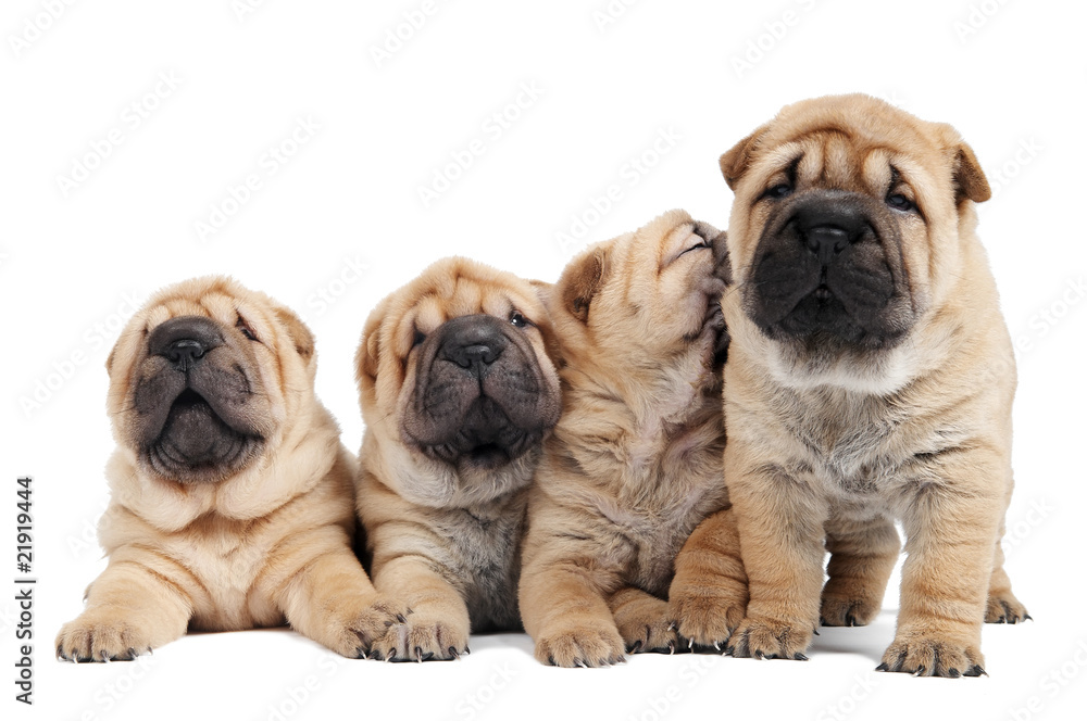 group of sharpei puppy dog