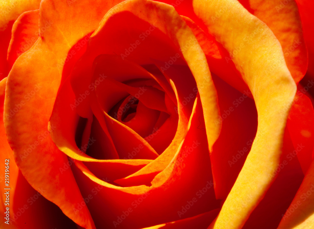 se up of an orange rose se up of an orange rose