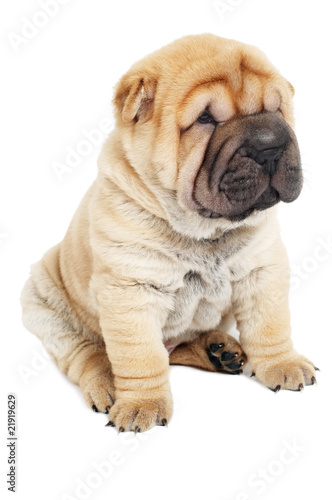 young sharpei puppy dog