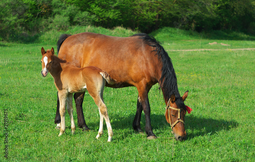 Foal and mother