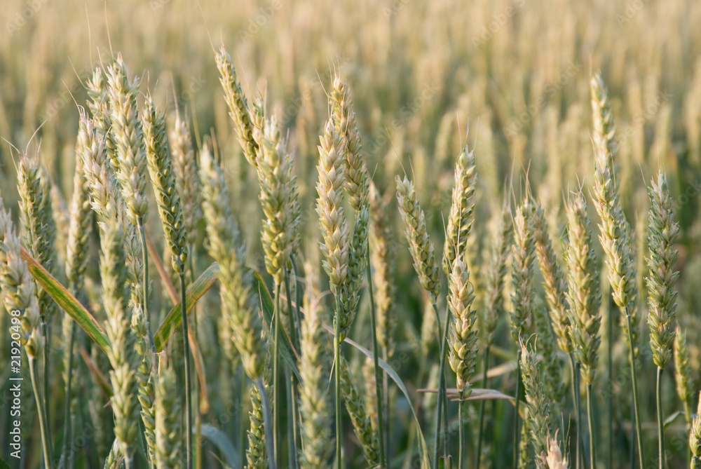 Green wheat ears on summer field background Green wheat ears on summer field background