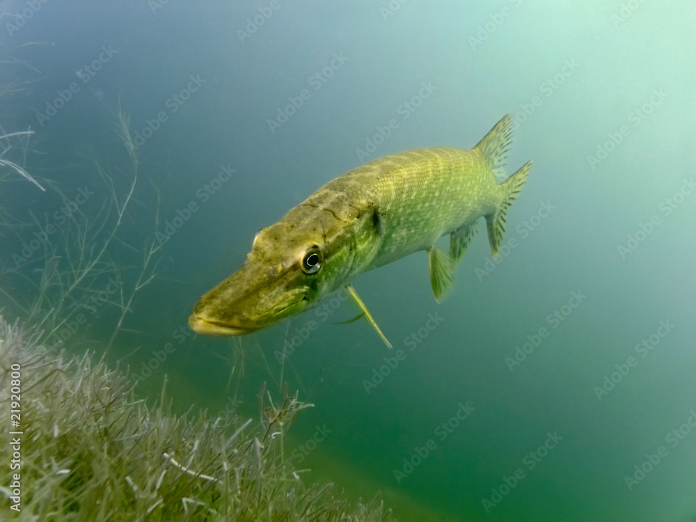 Pike in the lake