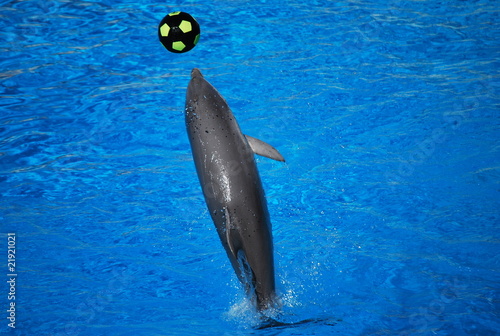 Dauphin jouant au ballon