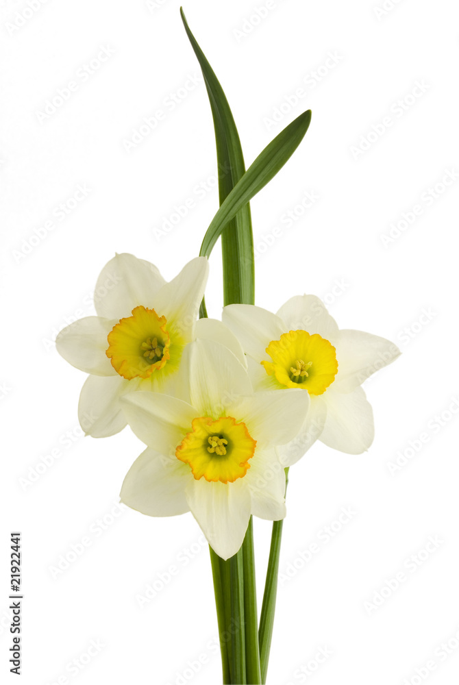 Close-up narcissus on white background Close-up narcissus on white background