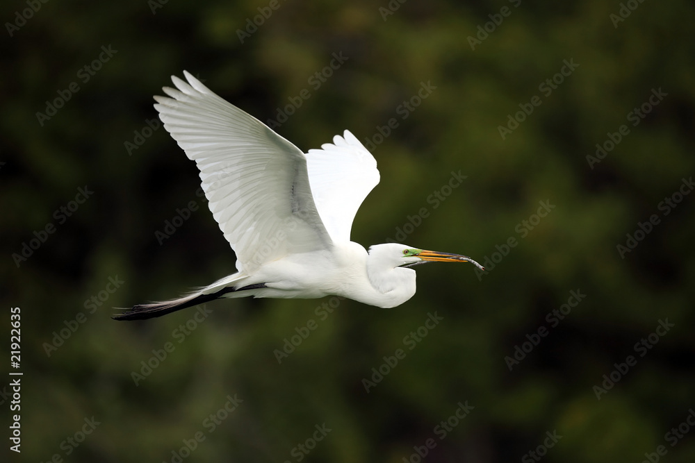 Obraz premium Great Egret In Flight With Nesting Material