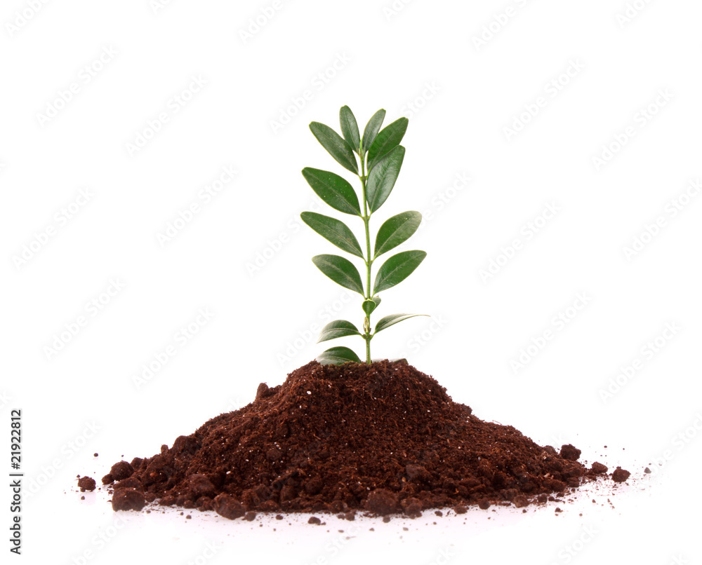 Young plant in ground over white background Young plant in ground over white background