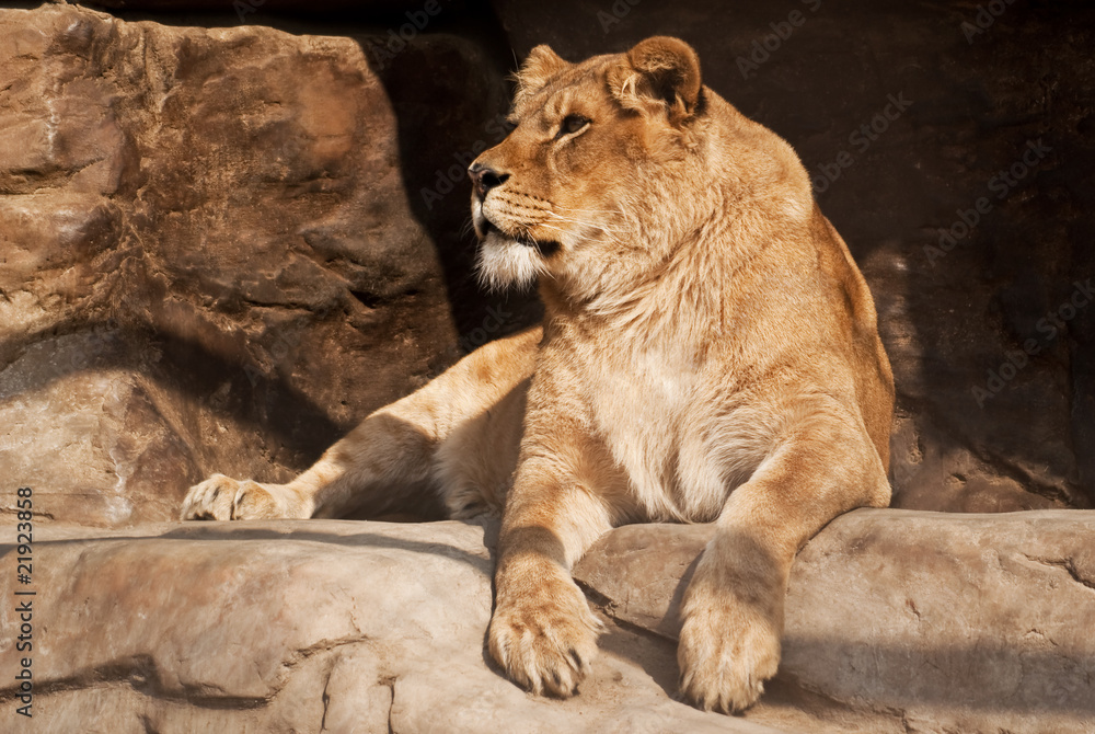 Obraz premium lioness