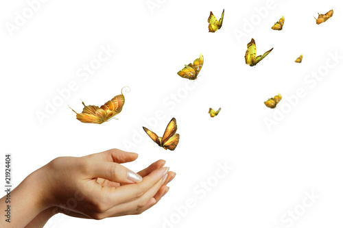 le farfalle