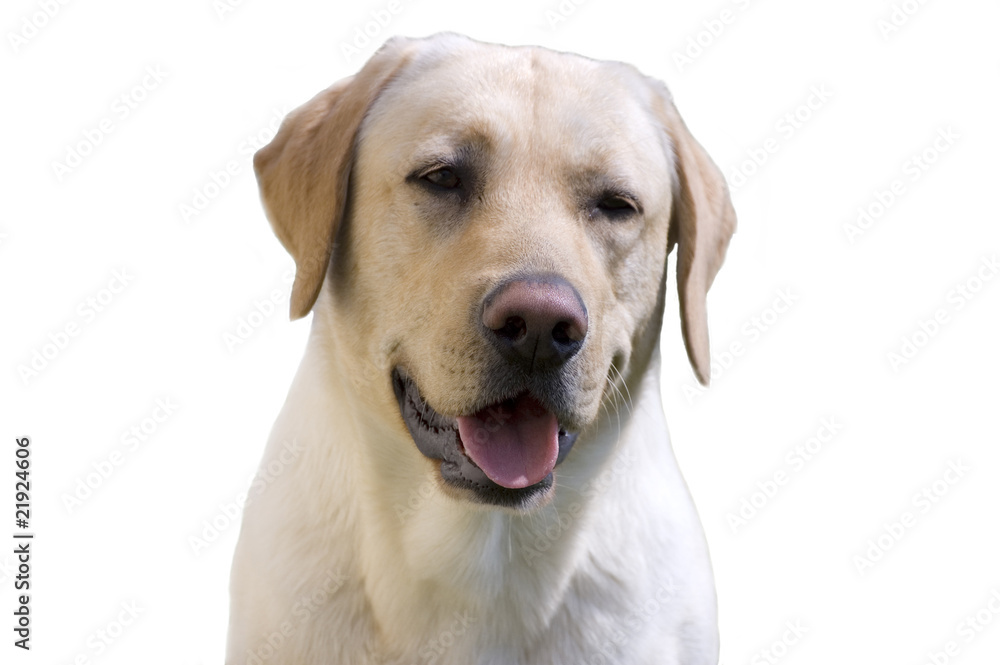 Labrador Retriever with white background