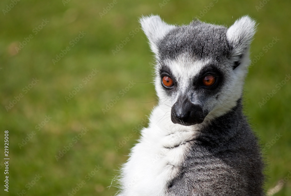 Ring tailed lemur with a comic expression Ring tailed lemur with a comic expression