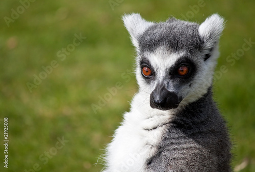 Ring tailed lemur with a comic expression © kmiragaya