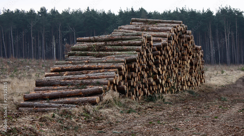 A Pile of Logs in a Pine Wood Forestry Area.