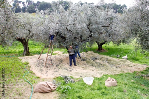 Raccolta olive