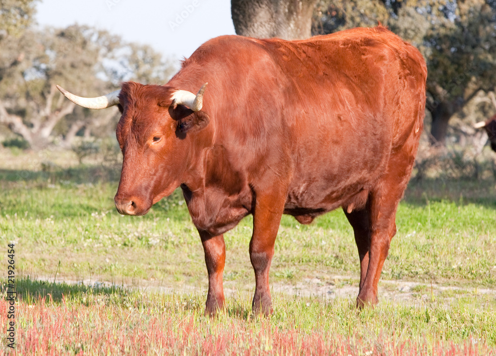 Cow in the field