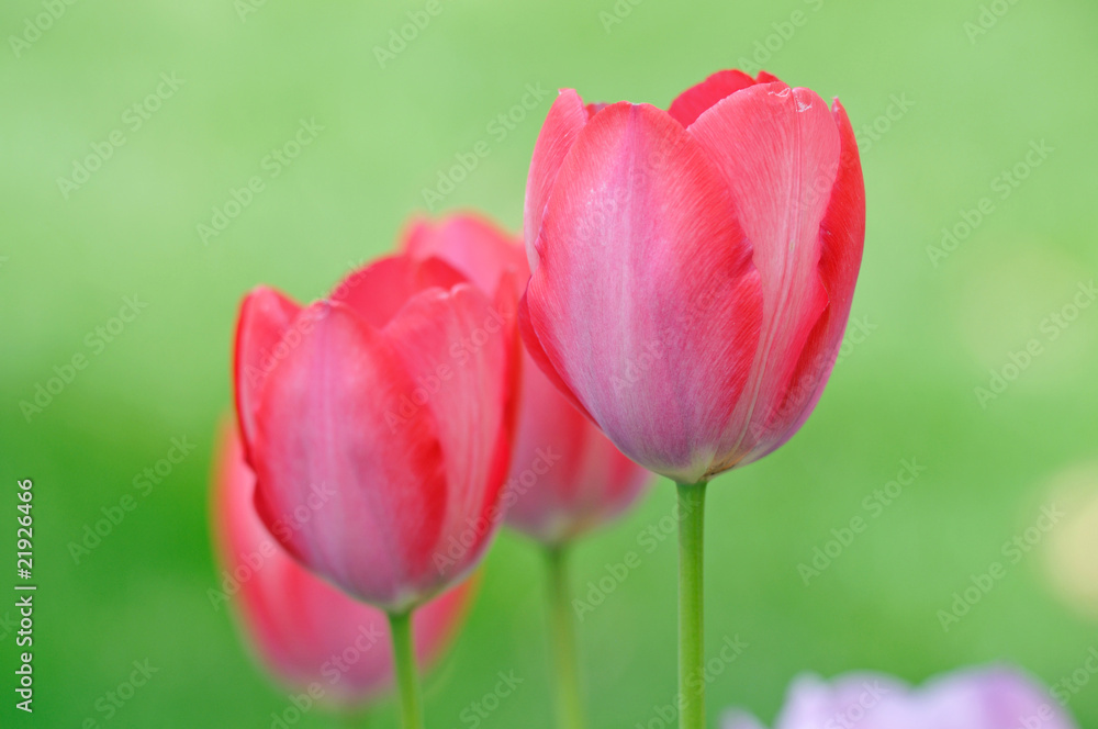red tulips red tulips